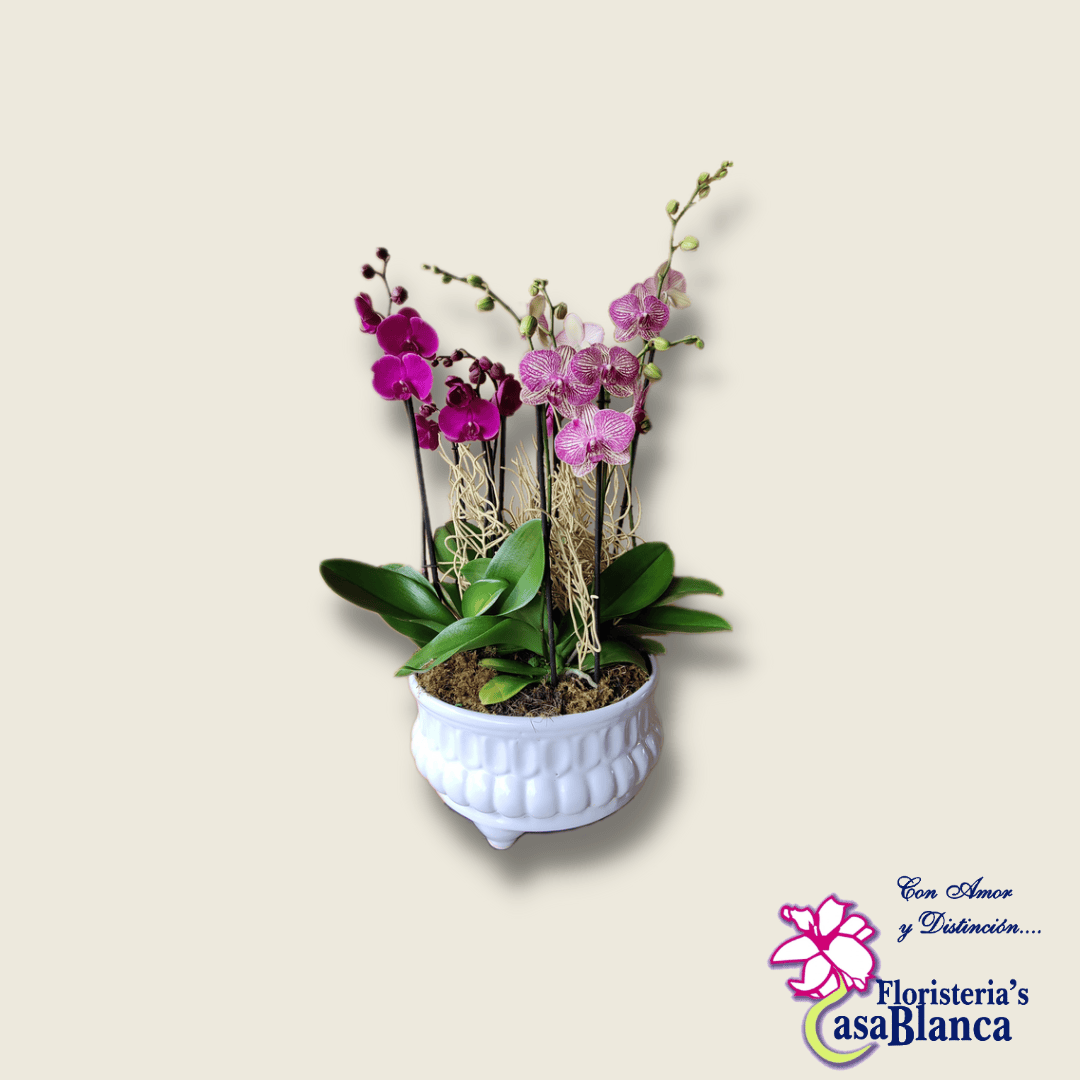 Conjunto Orquídeas en ensaladera