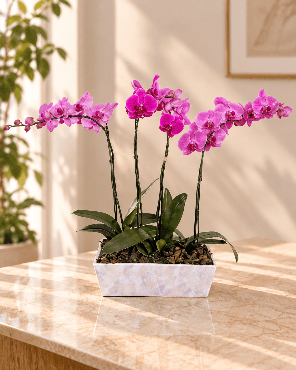 Orquídea Trío Rosé - Imagen 2