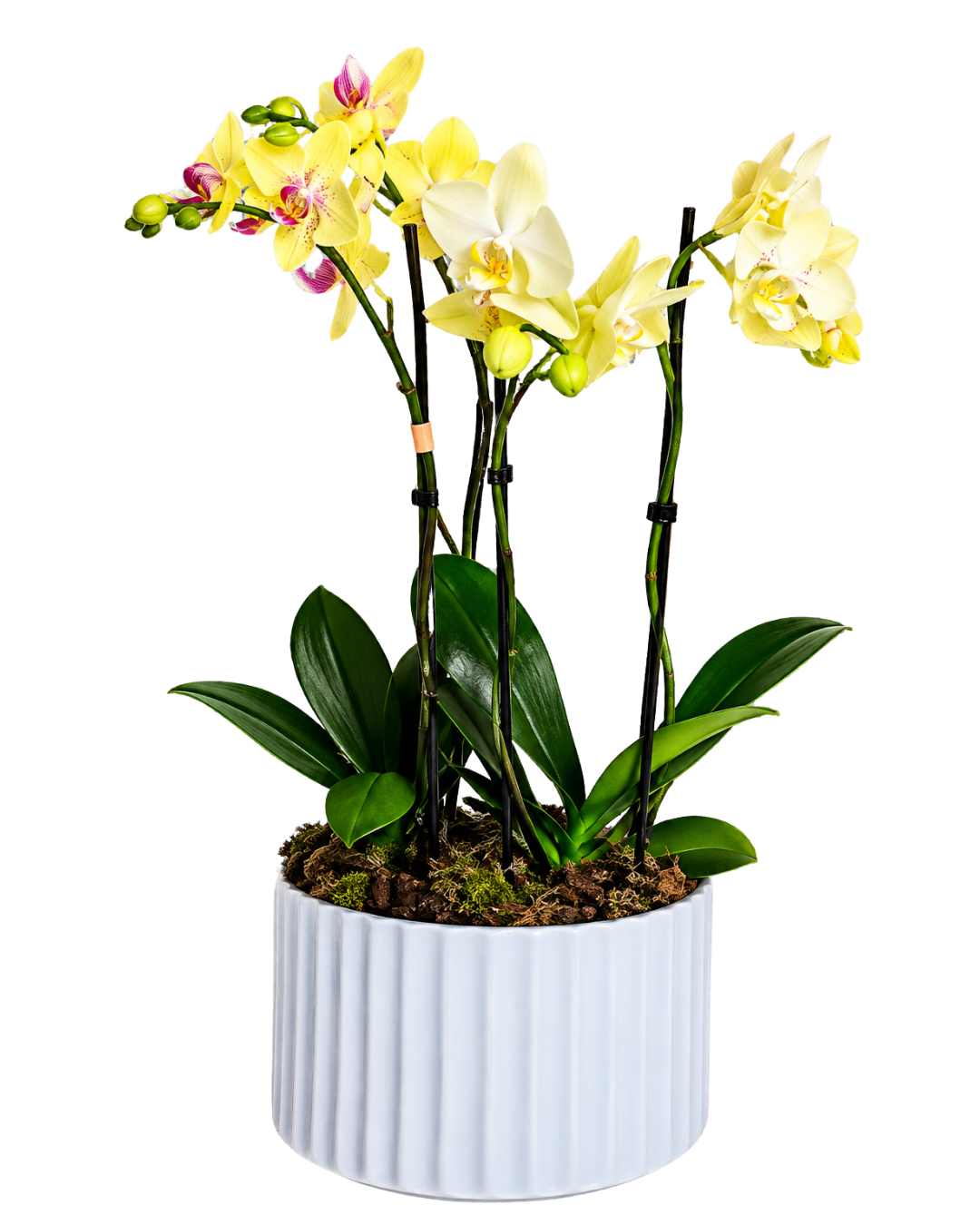 Trilogía Imperial de Orquídeas