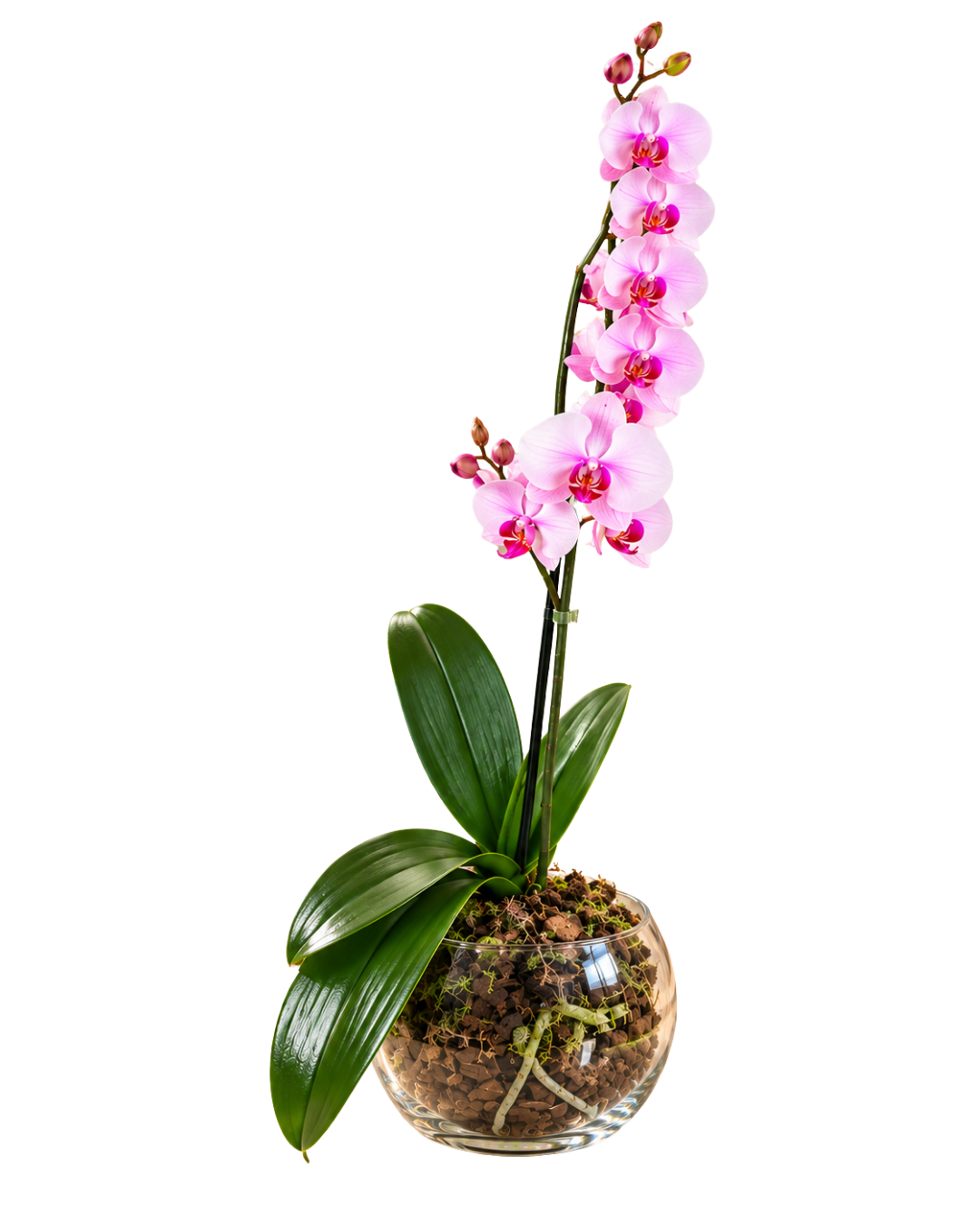 Orquídea Pink Vertical
