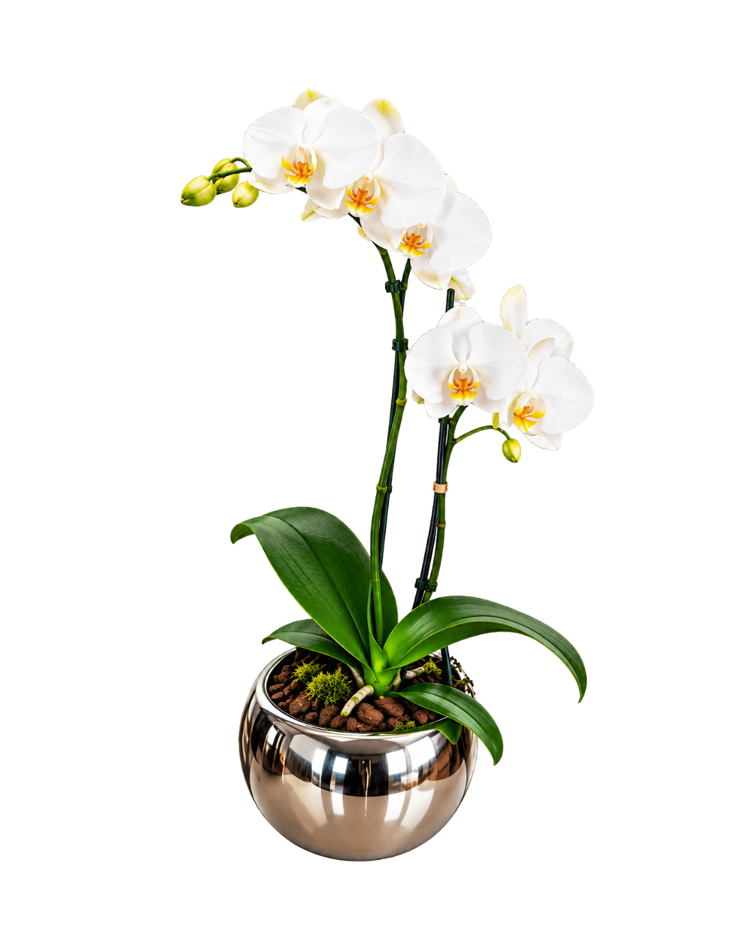 Orquídea Blanca Esfera Plata