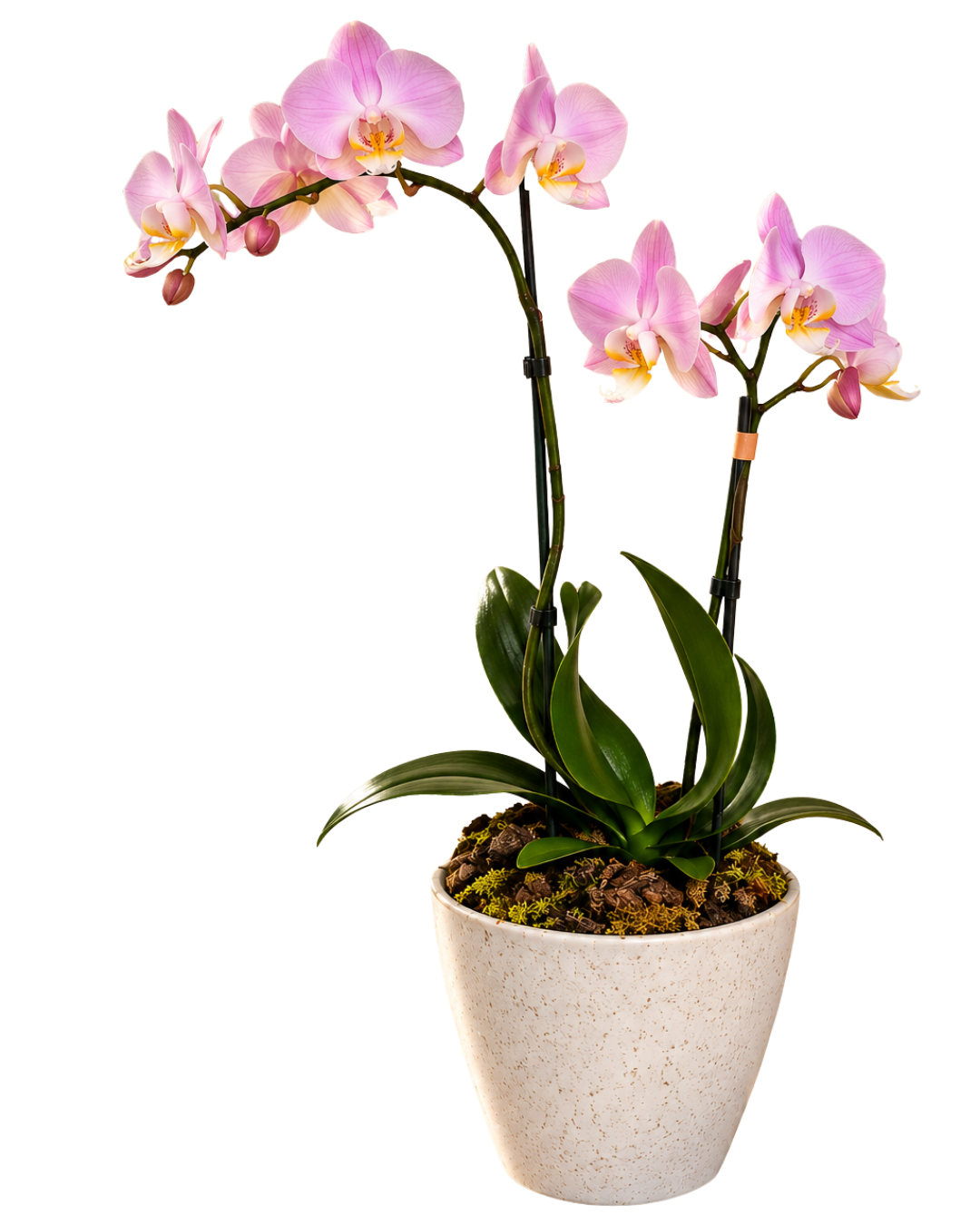 Orquídea Rosa Elegance