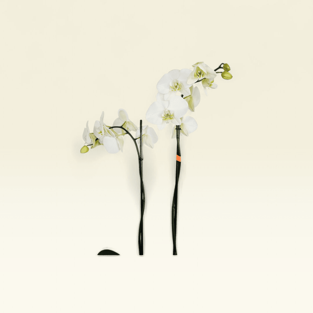 Orquídea Blanca Esfera Plata - Imagen 5
