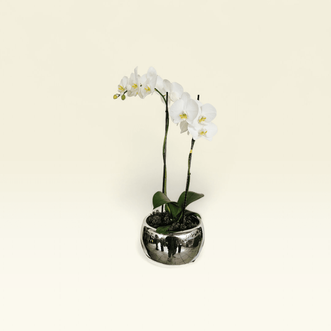 Orquídea Blanca Esfera Plata - Imagen 2