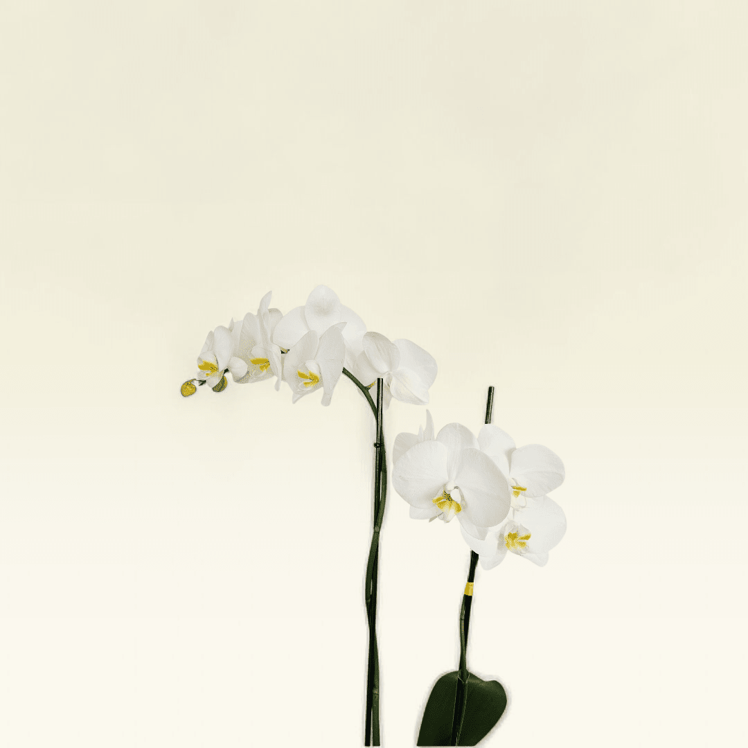 Orquídea Blanca Esfera Plata - Imagen 3