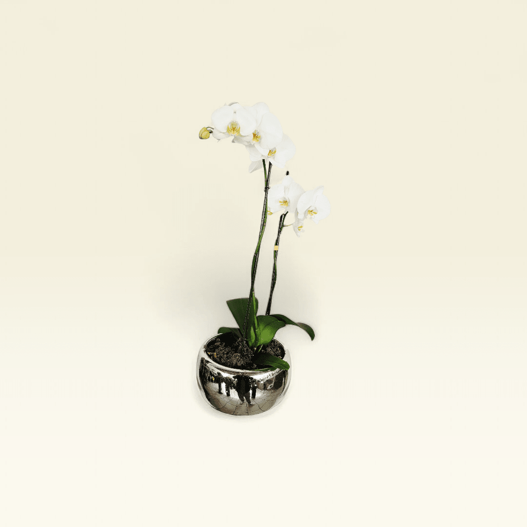 Orquídea Blanca Esfera Plata - Imagen 6