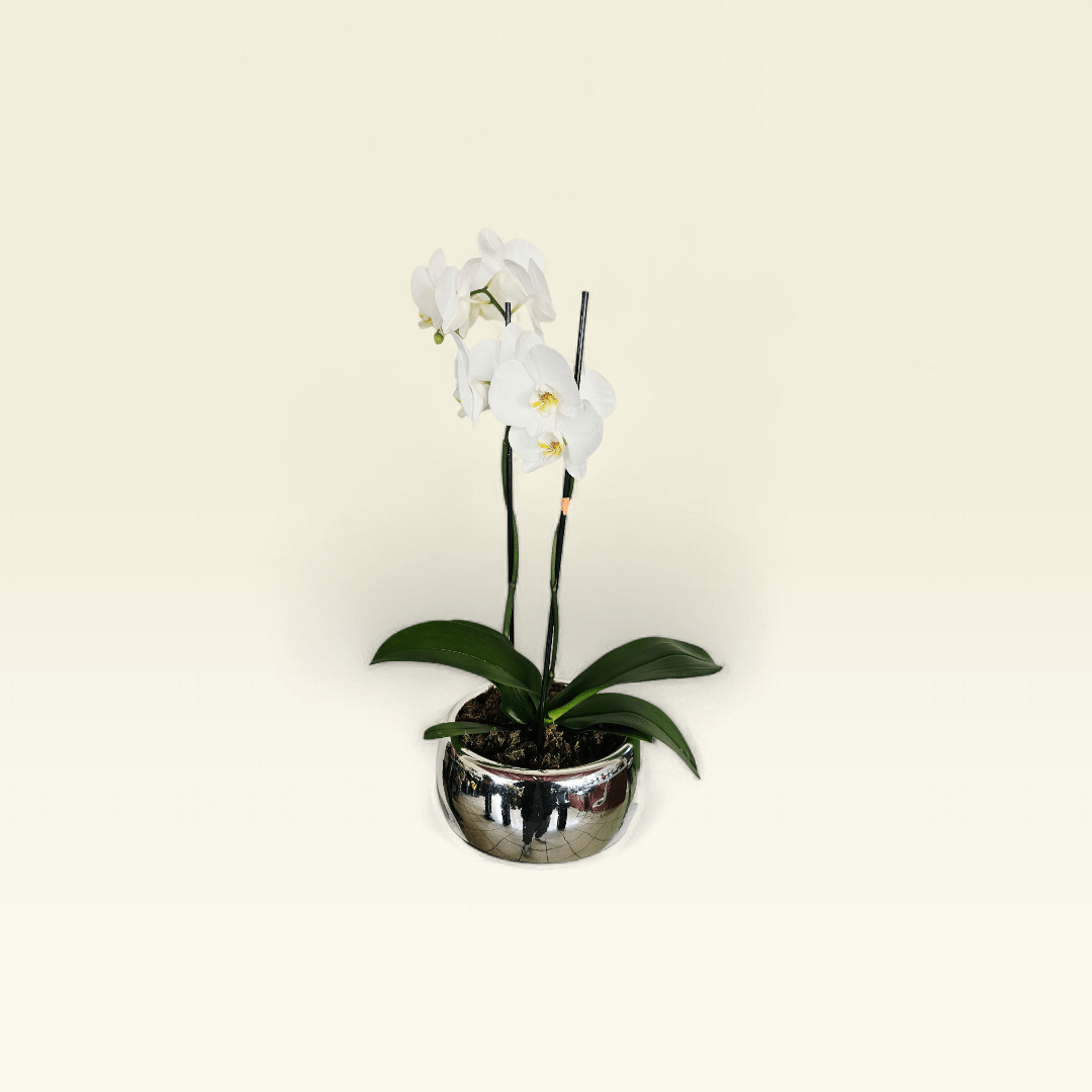 Orquídea Blanca Esfera Plata - Imagen 4