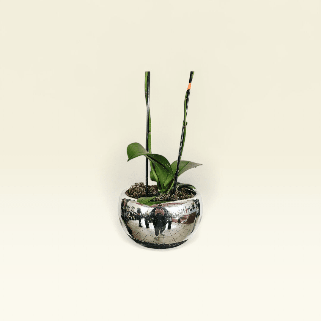 Orquídea Blanca Esfera Plata - Imagen 7