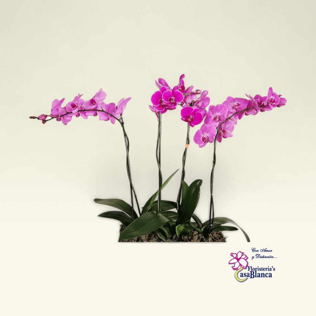 Orquídea Trío Rosé - Imagen 4