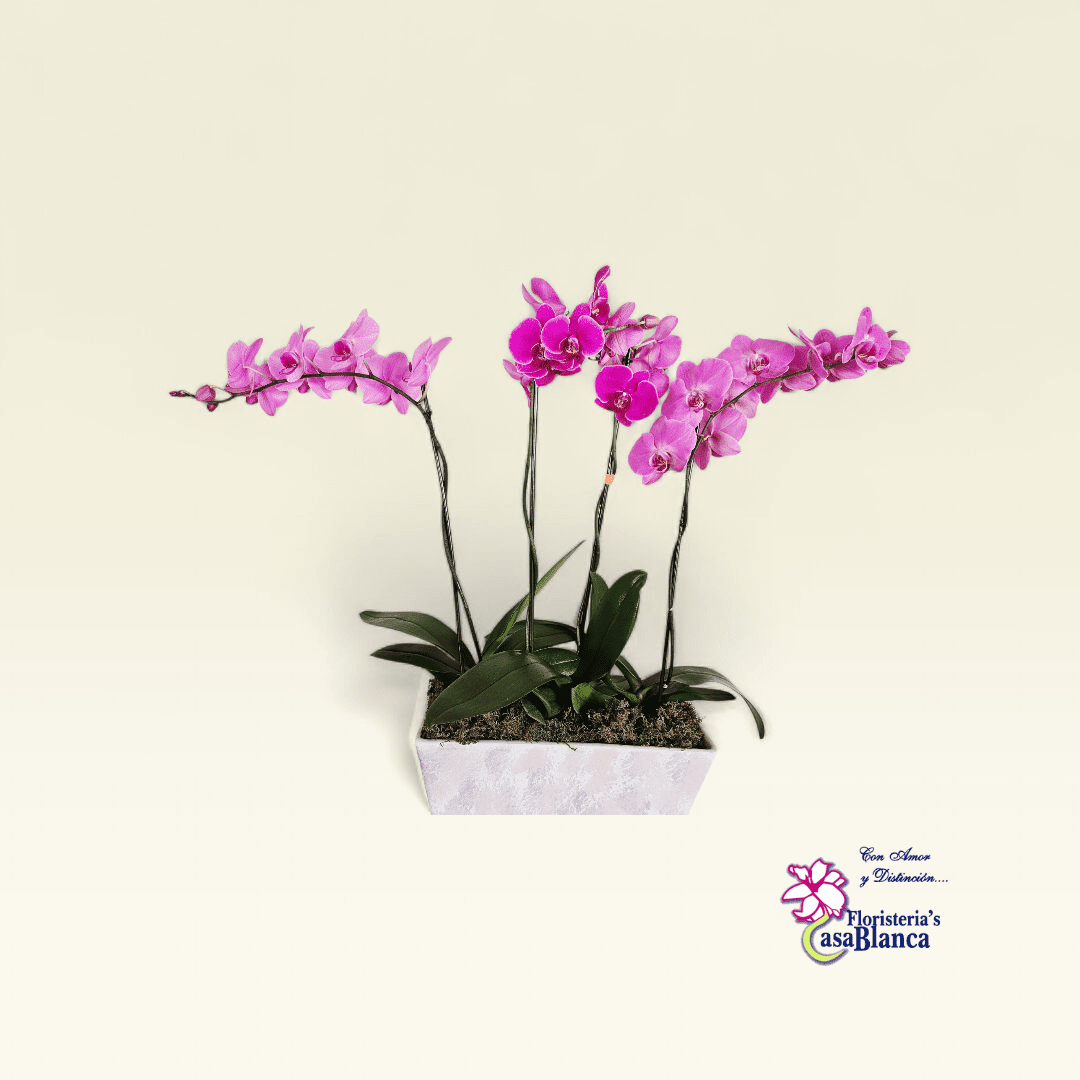 Orquídea Trío Rosé
