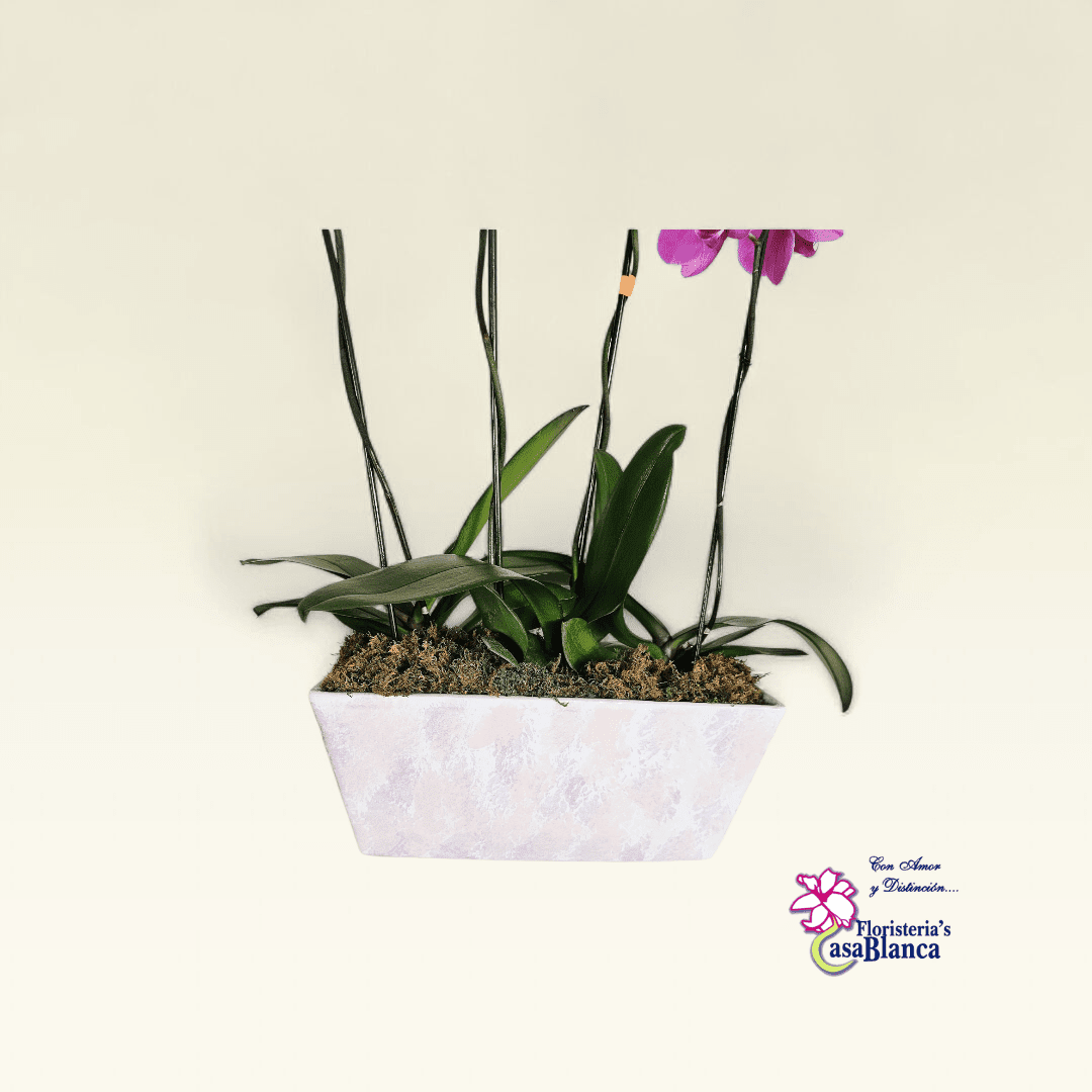 Orquídea Trío Rosé - Imagen 3