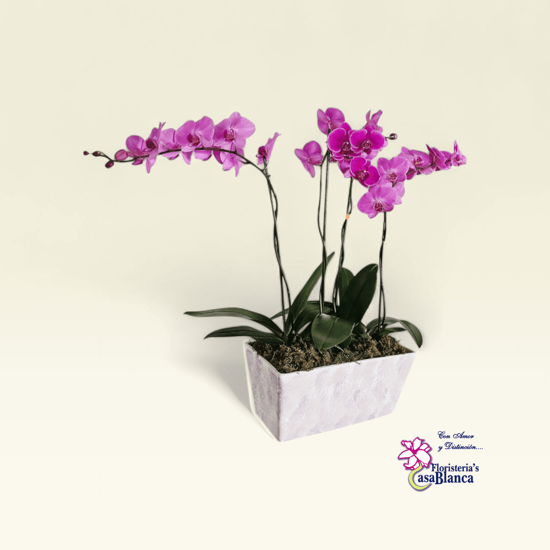 Orquídea Trío Rosé - Imagen 2