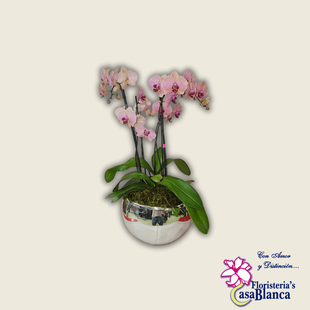 Encanto de Orquídea esfera mediana